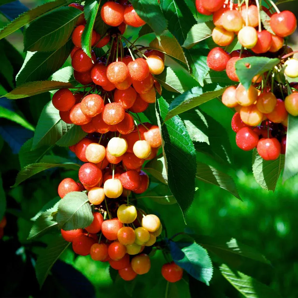 Rainier Cherry Tree - Productive Sweet Cherry Variety for Home Gardens 2