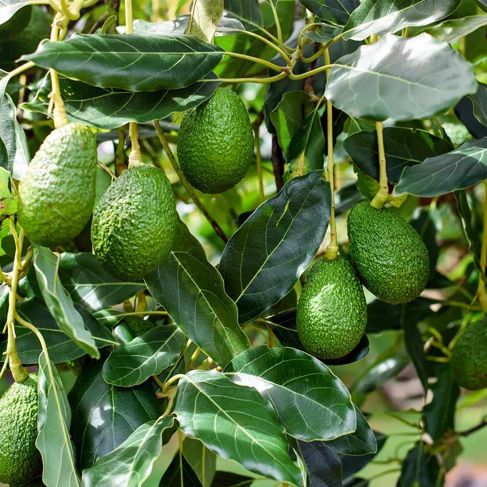 Little Cado Avocado Tree Indoor Cultivation Starter Kit