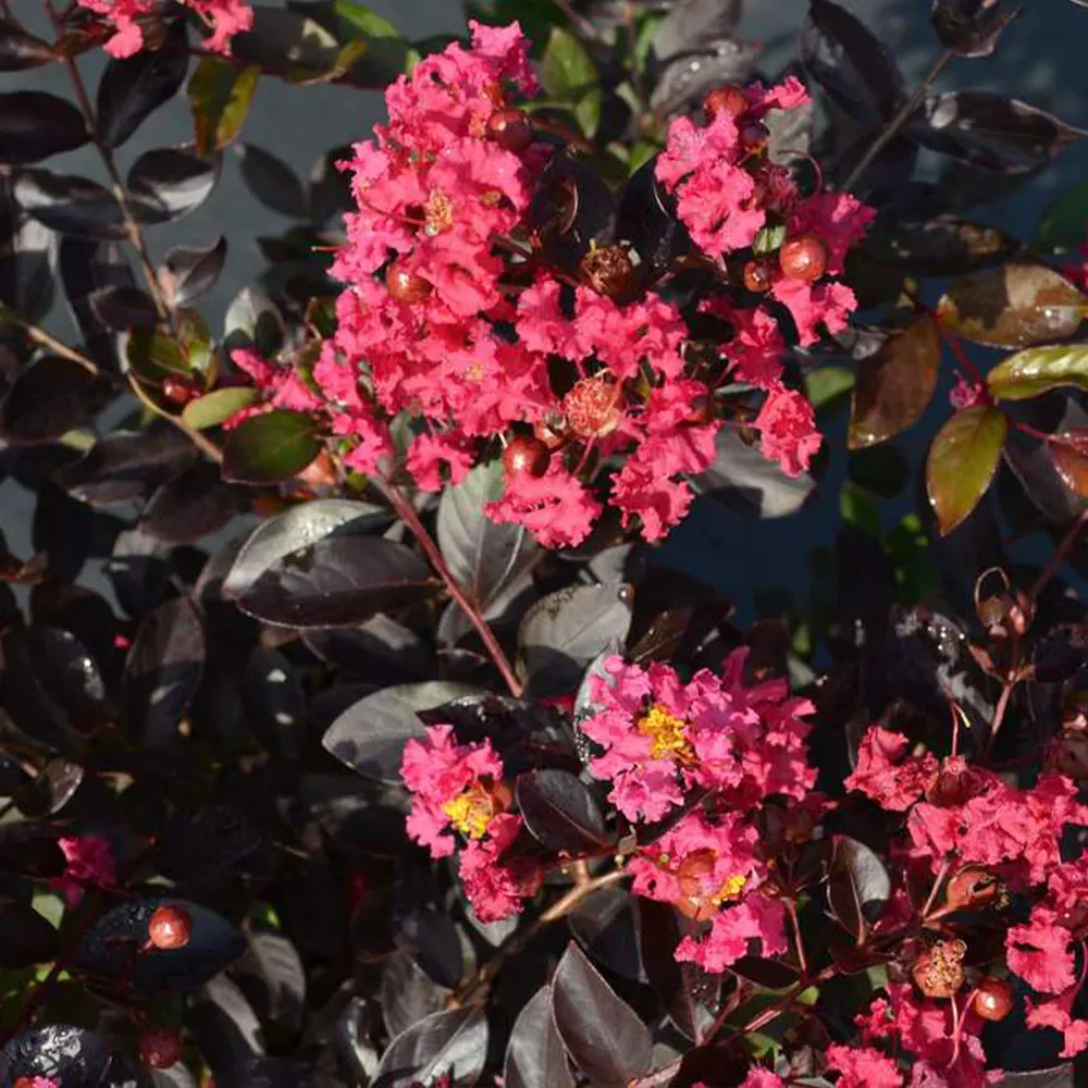 Black Diamond® Pave Pink™ Crape Myrtle Bush - Dark Foliage Flowering Shrub 2
