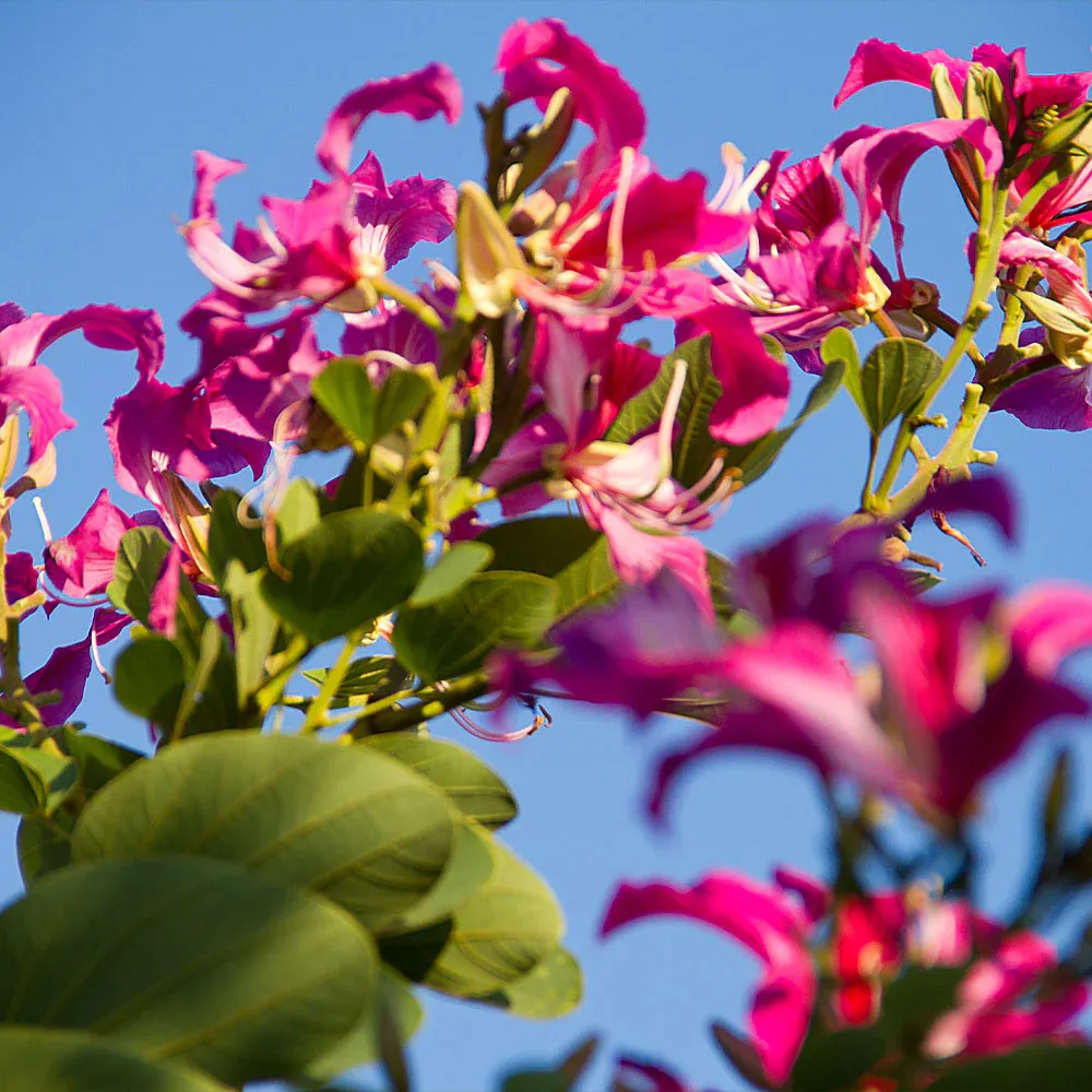 Hong Kong Orchid Tree (Bauhinia blakeana) Ornamental Flowering Tree 1