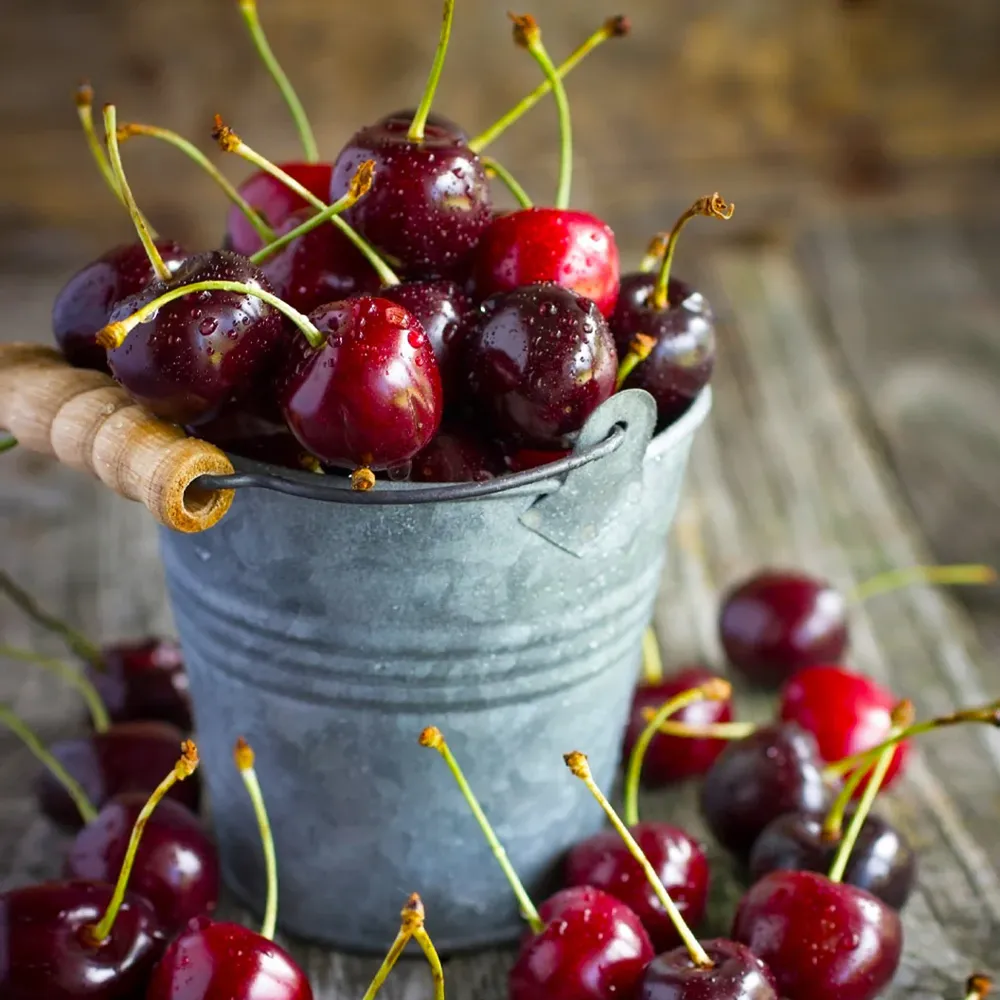 Black Tartarian Cherry Tree - Sweet Fruit-Bearing Deciduous Tree