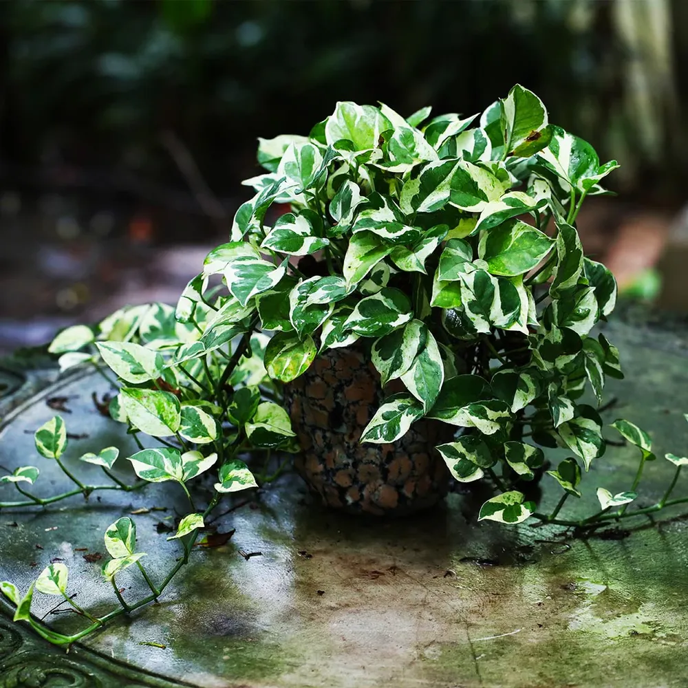 N'joy Pothos Variegated Trailing Indoor Houseplant