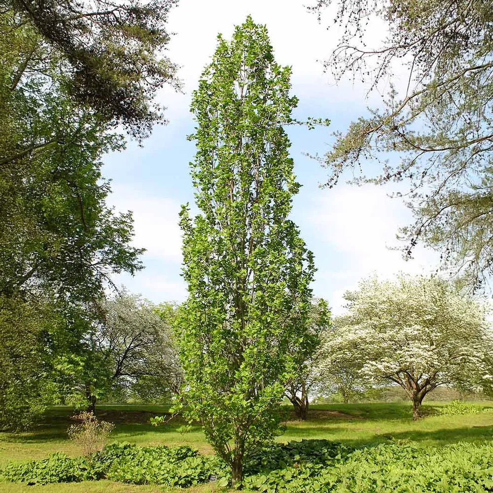 Arnold Tuliptree (Liriodendron tulipifera) Deciduous Ornamental Shade Tree 1