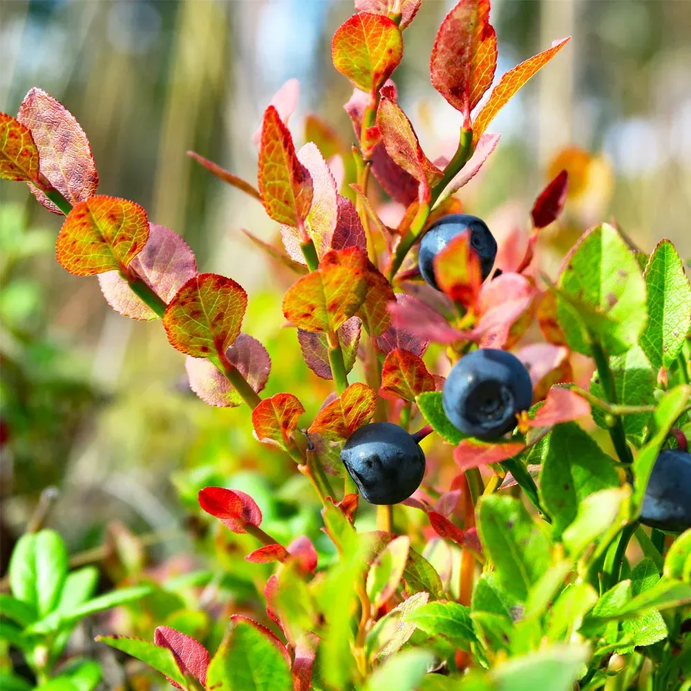 Sweetheart Blueberry Bush - Self-Pollinating Fruit Bearing Shrub 4