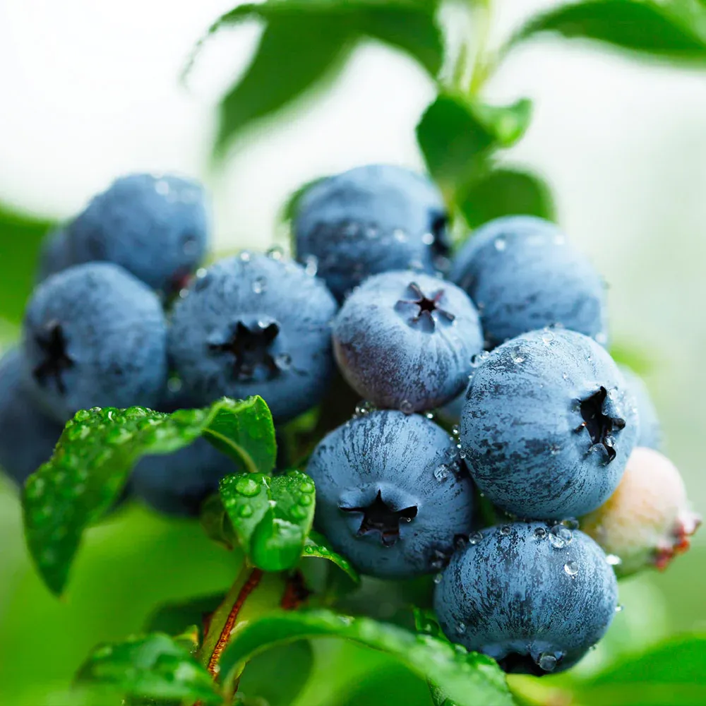 Sweetheart Blueberry Bush - USDA Organic Fruit-Bearing Shrub 1