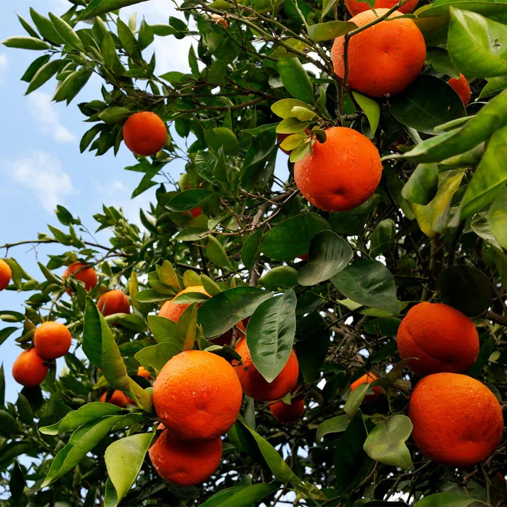Tangelo Tree - Live Citrus Hybrid Fruit Plant 1