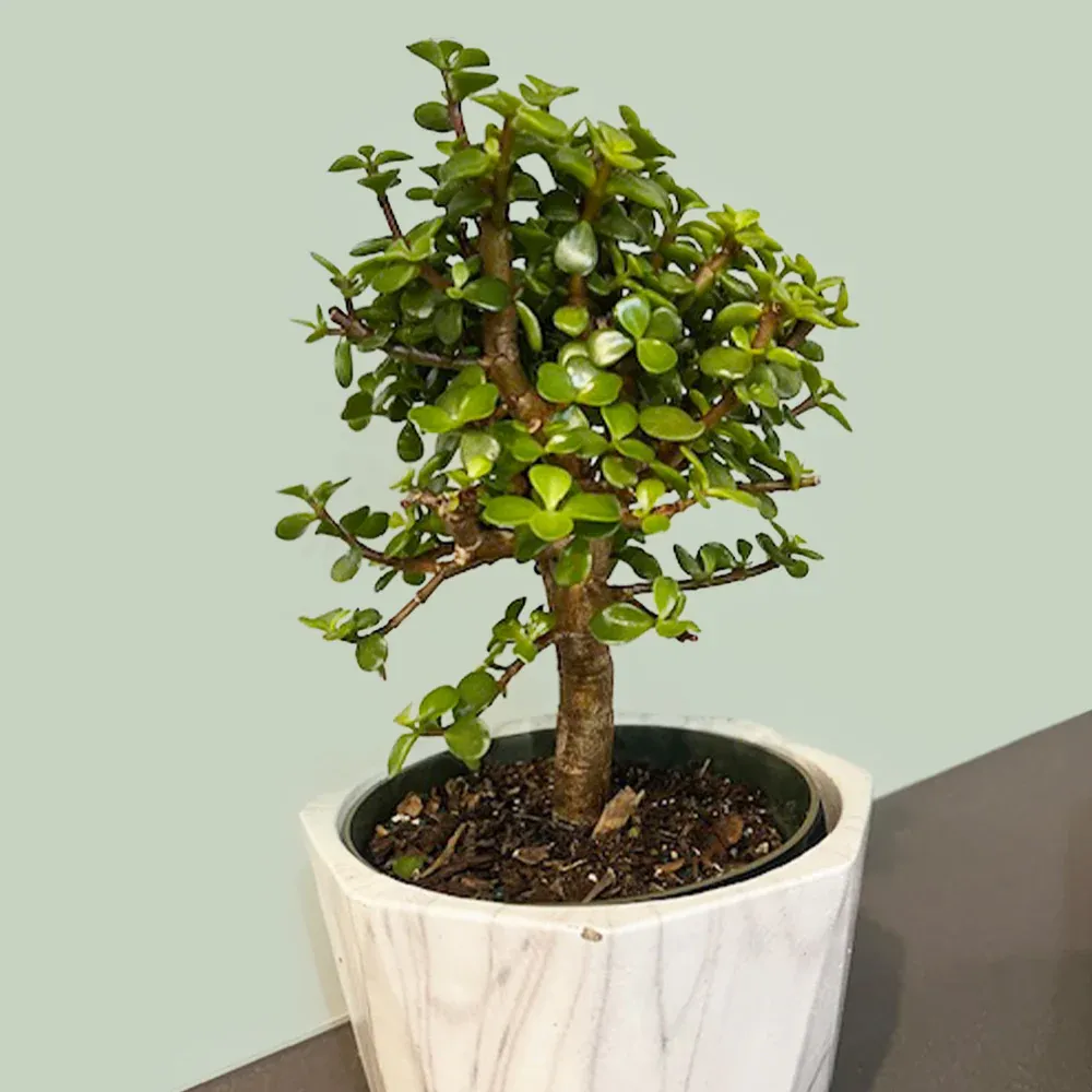 Dwarf Jade Plant (Portulacaria Afra) - Resilient Indoor Succulent