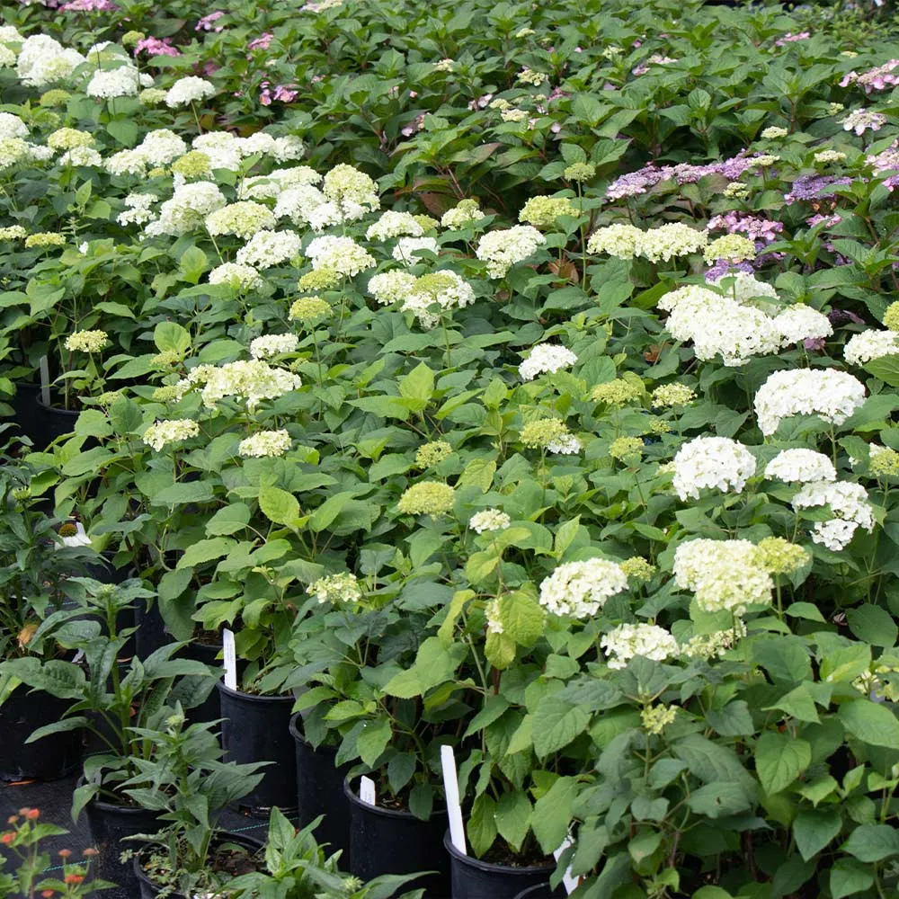 Annabelle Hydrangea Shrub (Hydrangea arborescens) 3