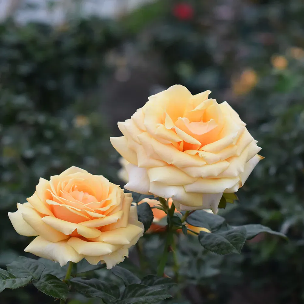 St. Tropez Rose Floral Fragrance 2