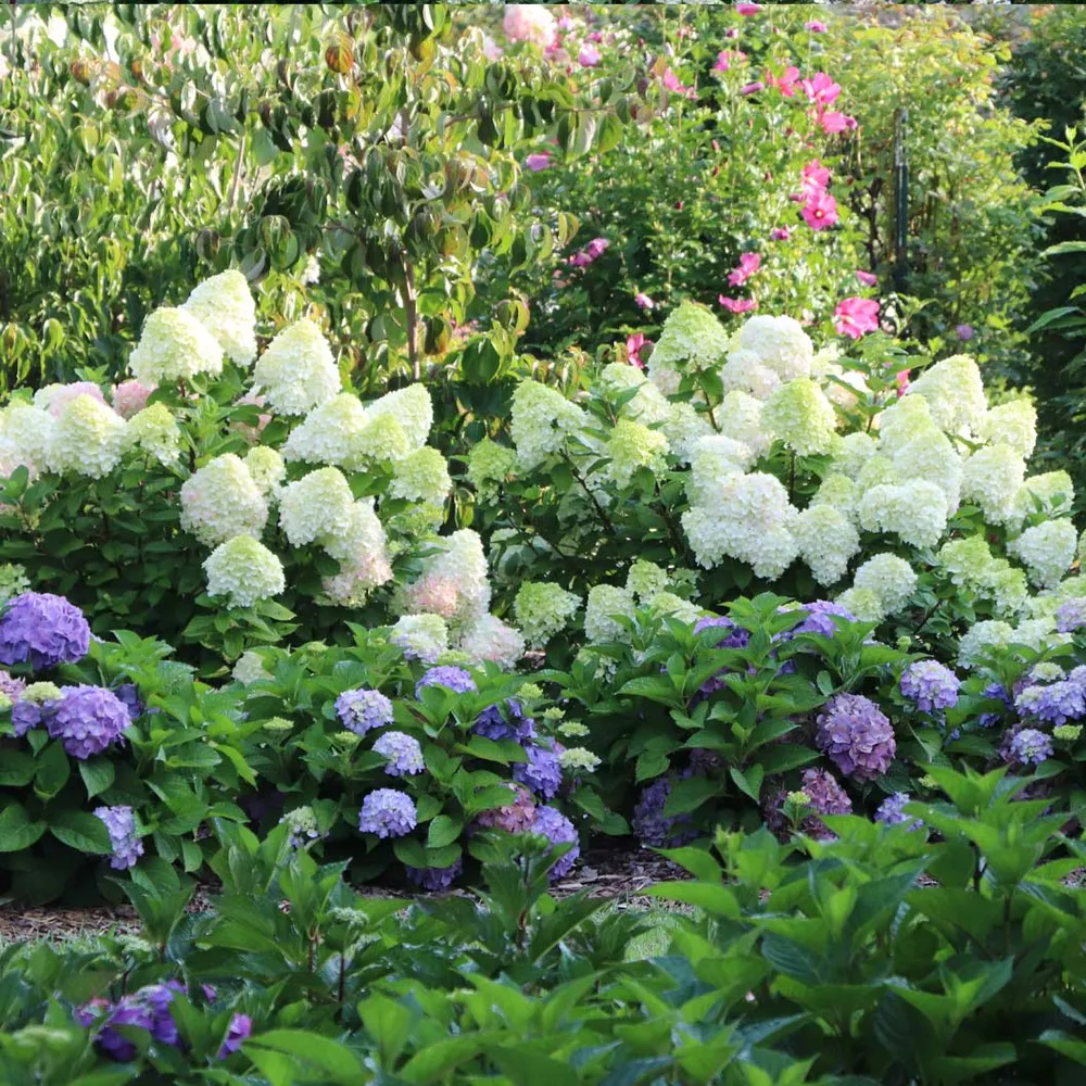 Little Lime Punch Panicle Hydrangea Compact Flowering Shrub 1