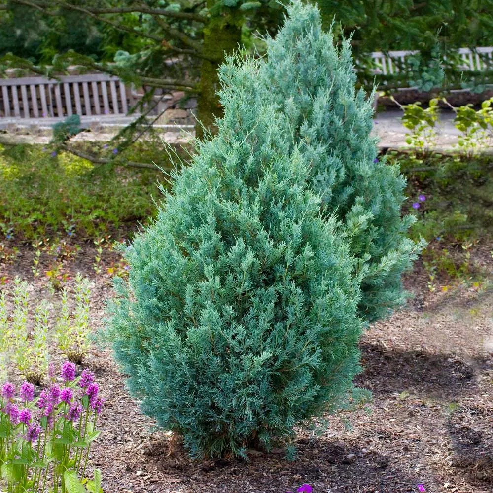Juniper 'Wichita Blue' Upright Pyramidal Evergreen Tree 2