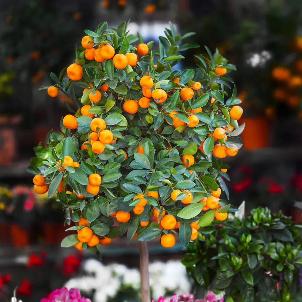 California Honey Mandarin Tree - Fruit-Bearing Citrus Plant