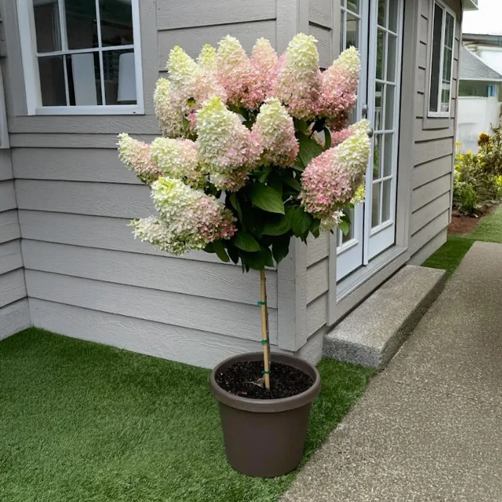 Sweet Starlight™ Hydrangea Tree - Artificial Decorative Flowering Plant
