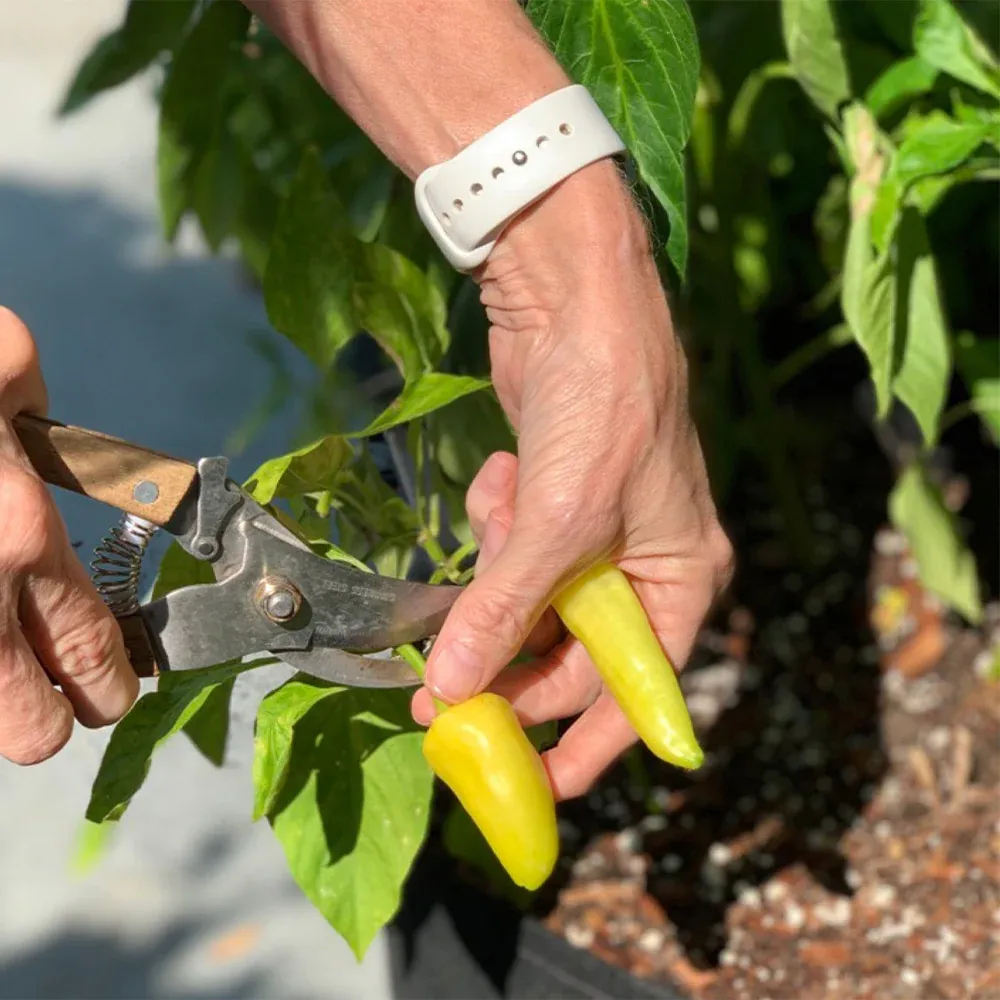 Patio Hot Pepper Garden Container Kit with Self-Watering System 2