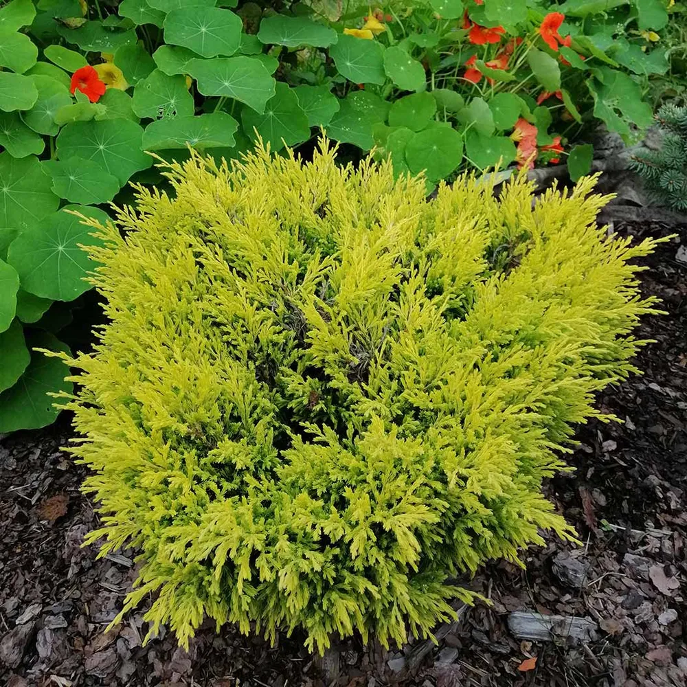 Lime Glow Juniper Shrub - Vibrant Evergreen Groundcover 1