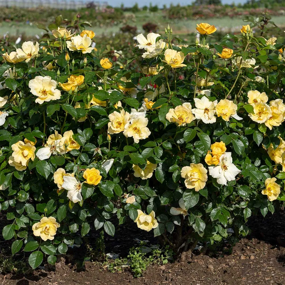 Easy Bee-zy Knock Out® Rose - Disease Resistant Shrub Rose