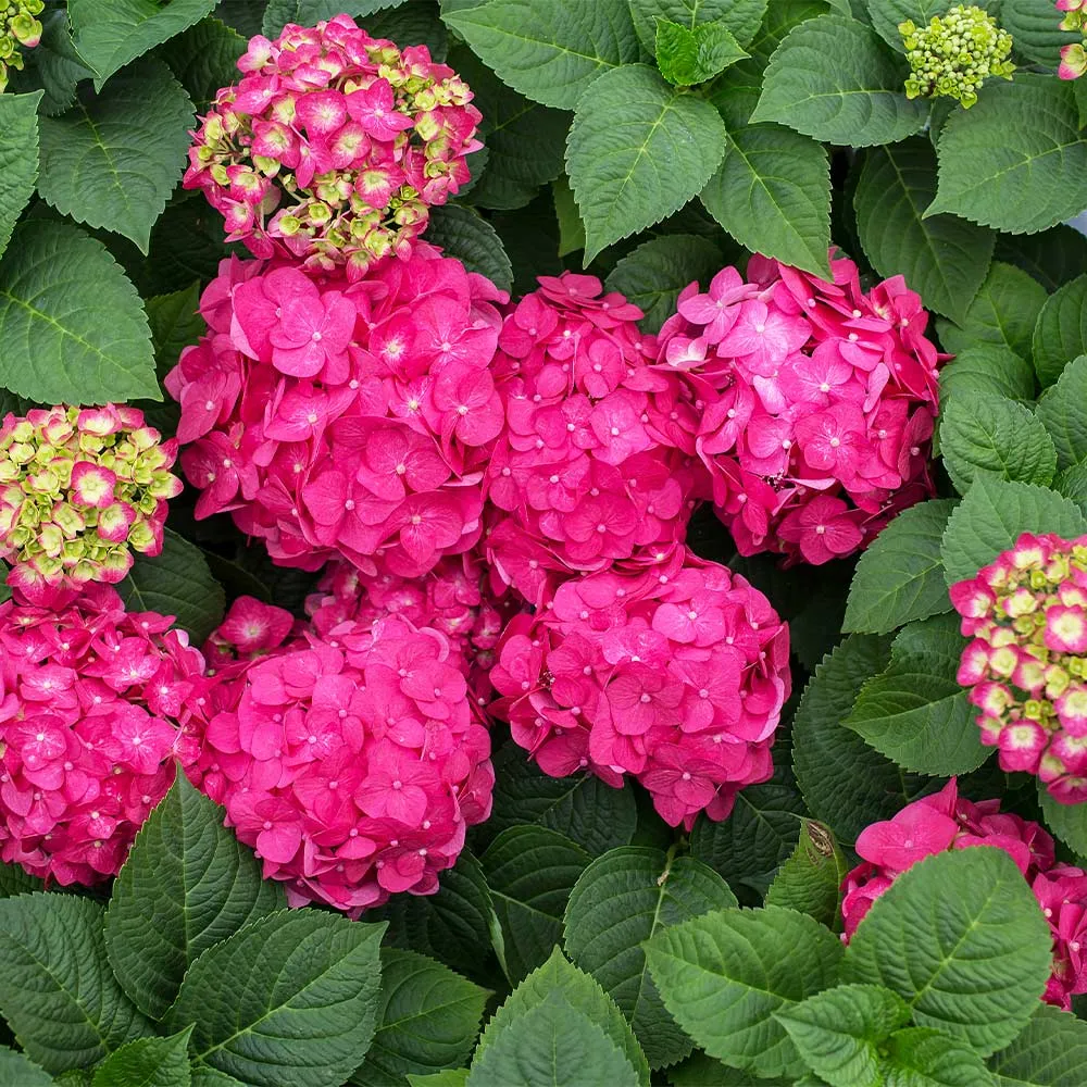 Endless Summer® Summer Crush® Hydrangea - Reblooming Bigleaf Shrub 3