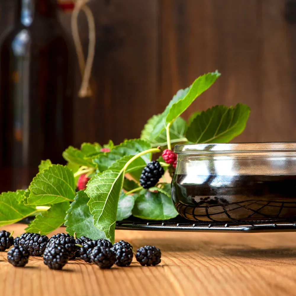 Everbearing Mulberry Bush - Continuous Fruit Producing Morus Plant 4