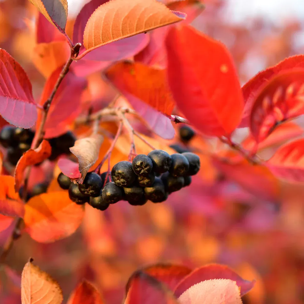 Viking Aronia Chokeberry Bush - Cold Hardy Edible Shrub