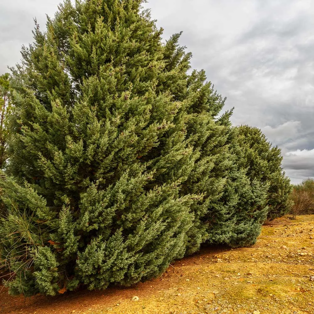 Carolina Sapphire Cypress Tree (Cupressus arizonica) - Drought-Tolerant Evergreen Conifer 2