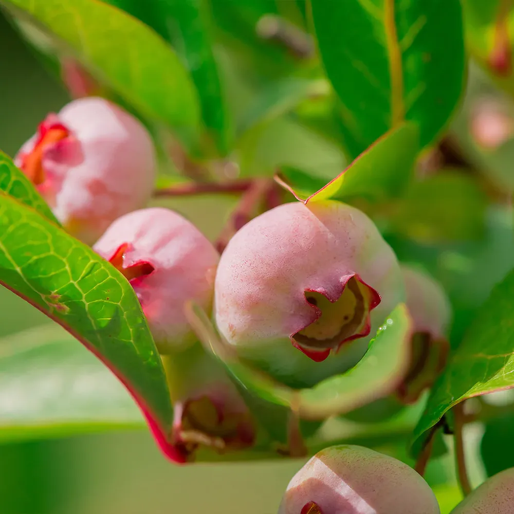 Pink Popcorn™ Blueberry Bush - Compact Edible Ornamental Shrub 1