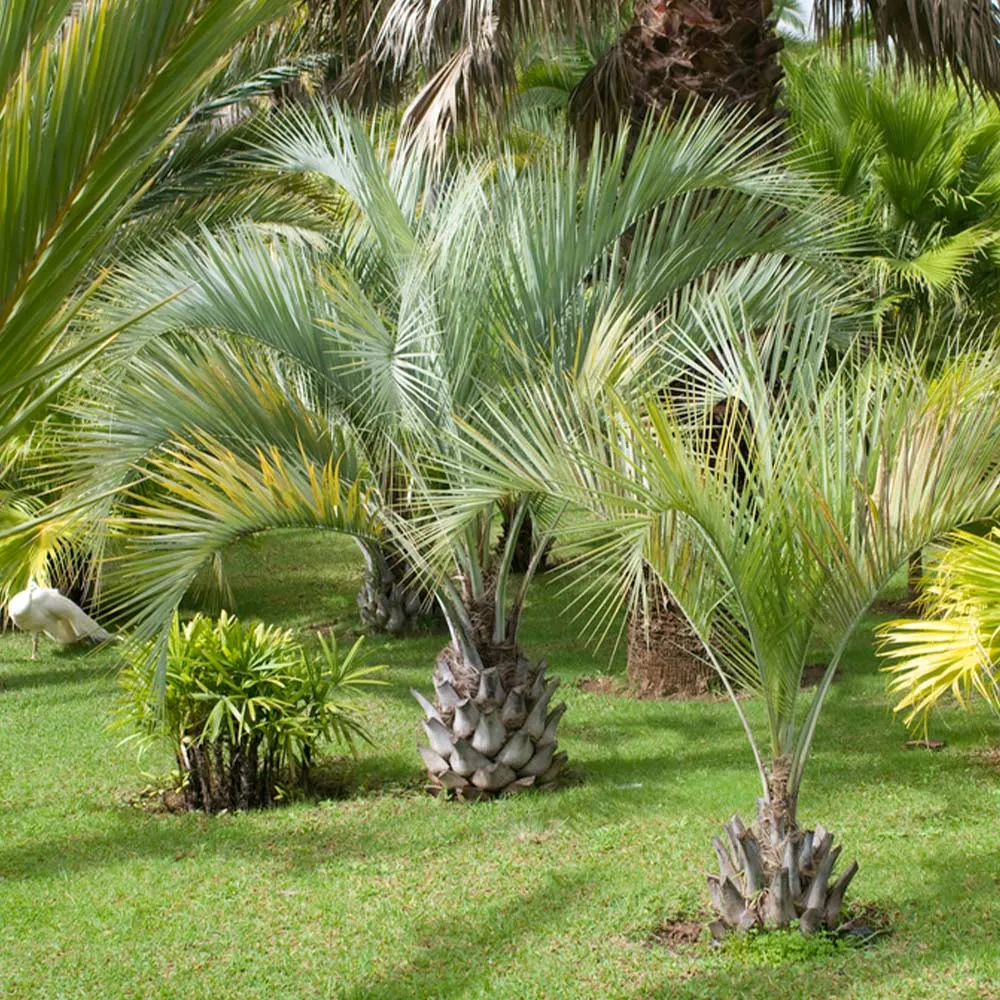 Pindo Palm (Butia Capitata) Cold Hardy Ornamental Landscape Tree 1