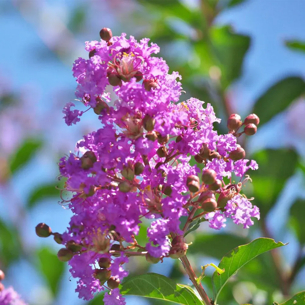 Muskogee Crape Myrtle Tree - Lavender Flowering Ornamental Shrub 1