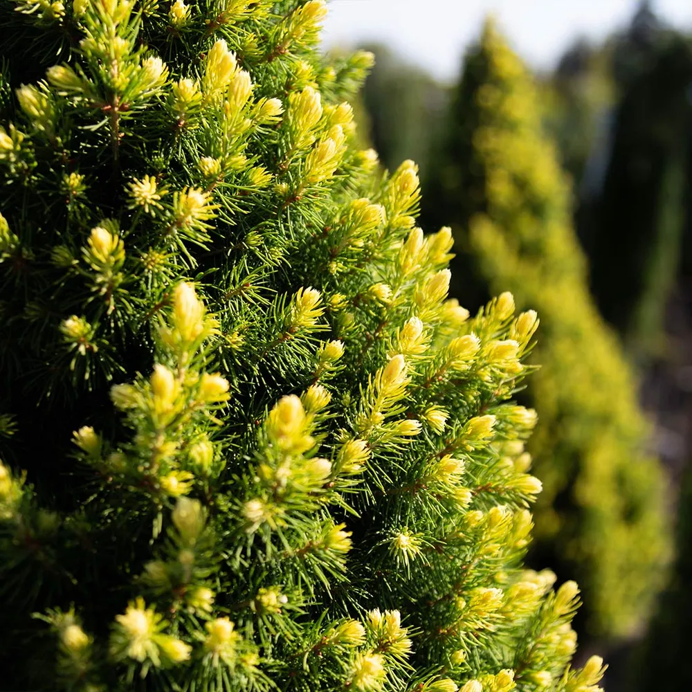 Rainbow’s End Alberta Spruce Tree - Dwarf Conical Evergreen 1