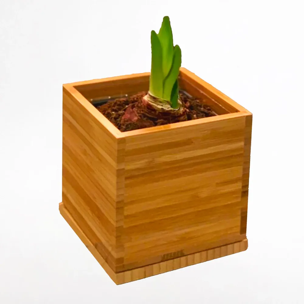 White Amaryllis Bulb Pre-Planted in Sustainable Bamboo Planter 2