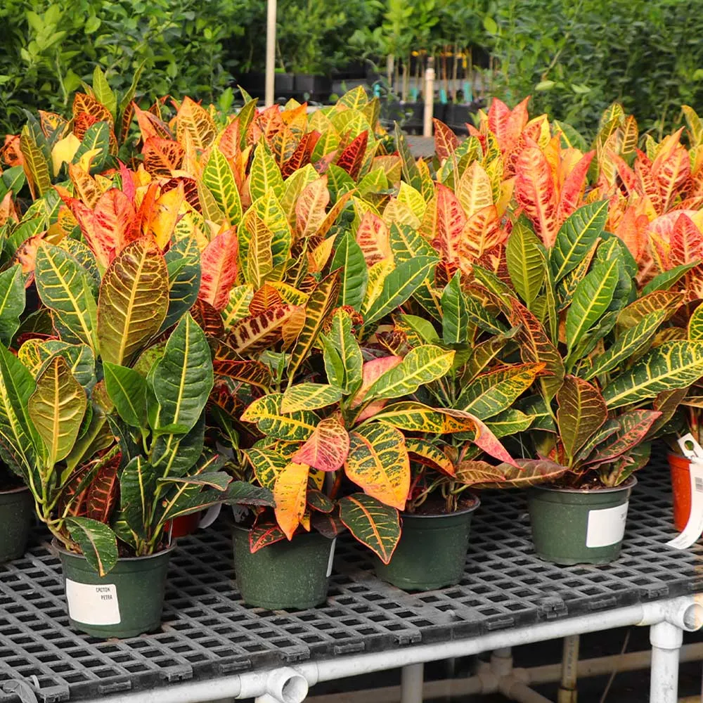 Croton 'Petra' Variegated Tropical Indoor Houseplant 3