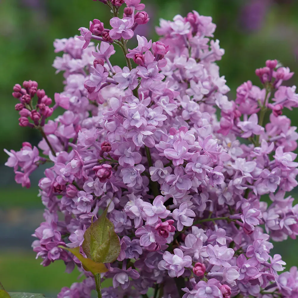 Proven Winners® Scentara® Double Blue Lilac - Fragrant Reblooming Flowering Shrub