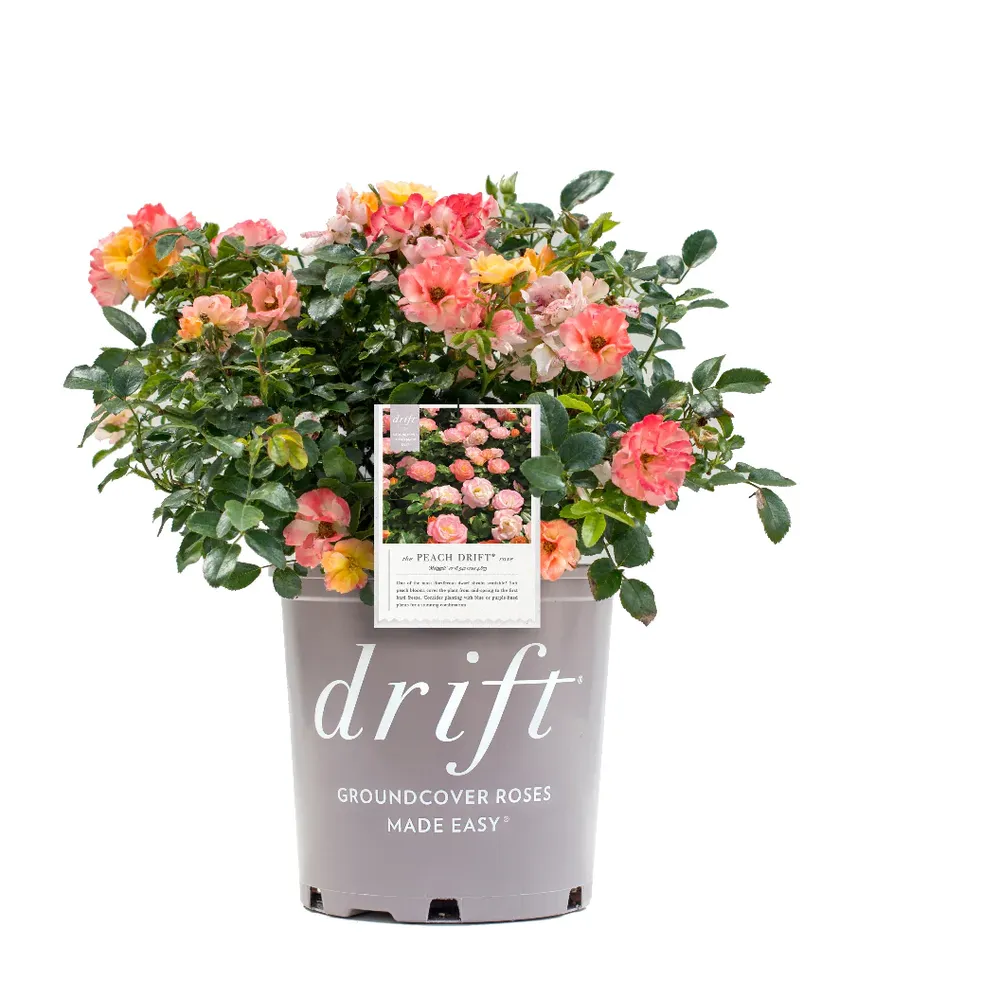 Peach Drift® Rose - Continuous Blooming Groundcover Shrub 2