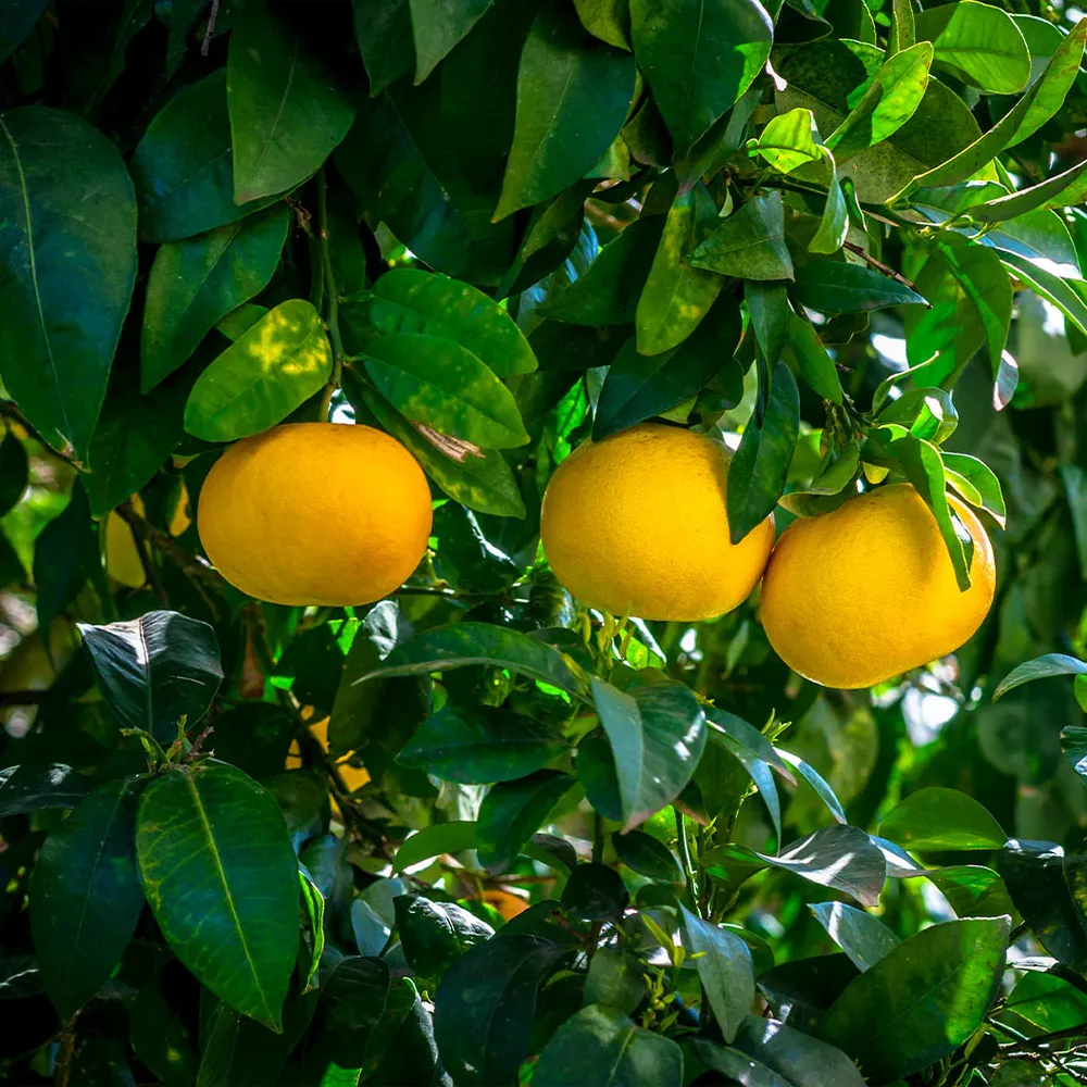 Oroblanco Grapefruit Tree - Sweet Seedless Citrus Hybrid 2