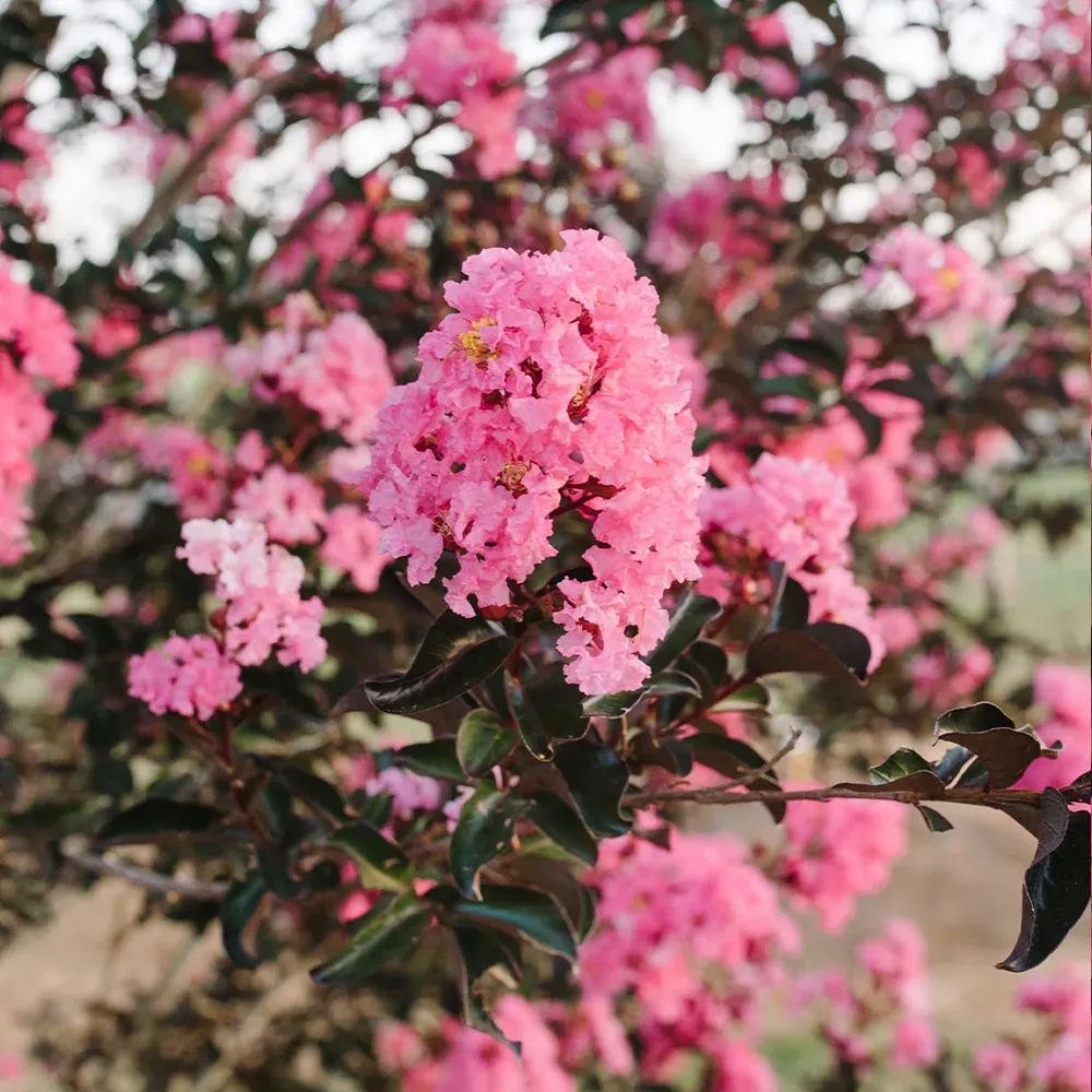 First Editions® Twilight Magic™ Crape Myrtle - Compact Flowering Shrub