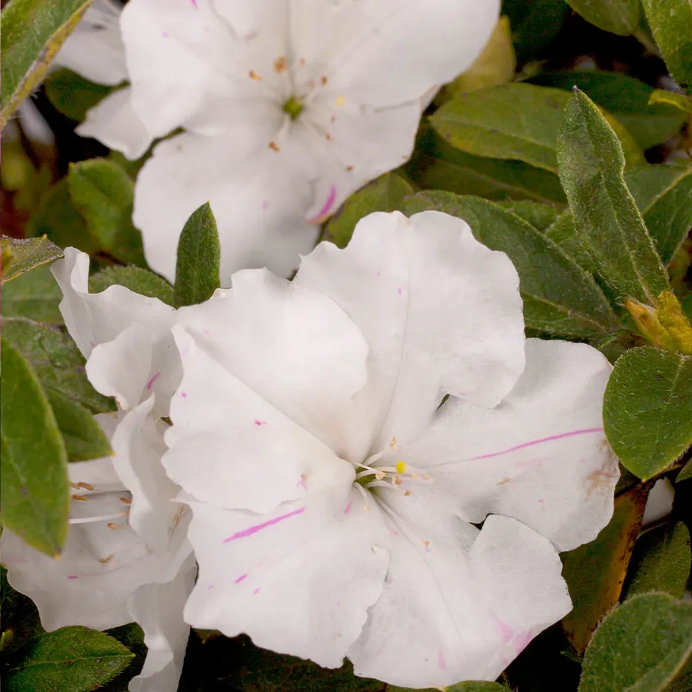 Autumn Lily® Encore® Azalea - Reblooming White Flowering Shrub