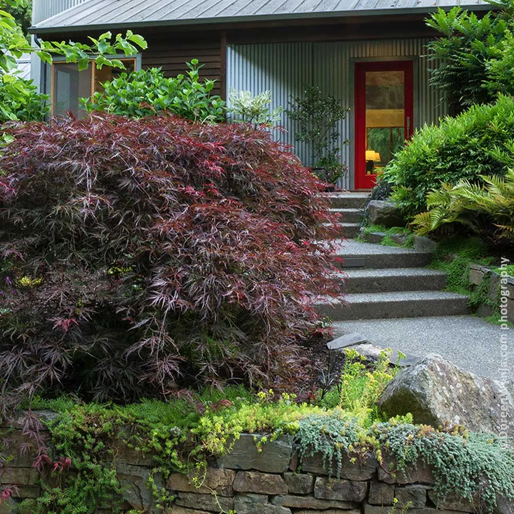 Tamukeyama Japanese Maple Tree - Weeping Laceleaf Ornamental Shrub