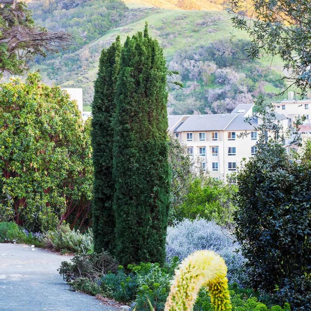Blue Italian Cypress (Cupressus sempervirens) Columnar Evergreen Tree 1