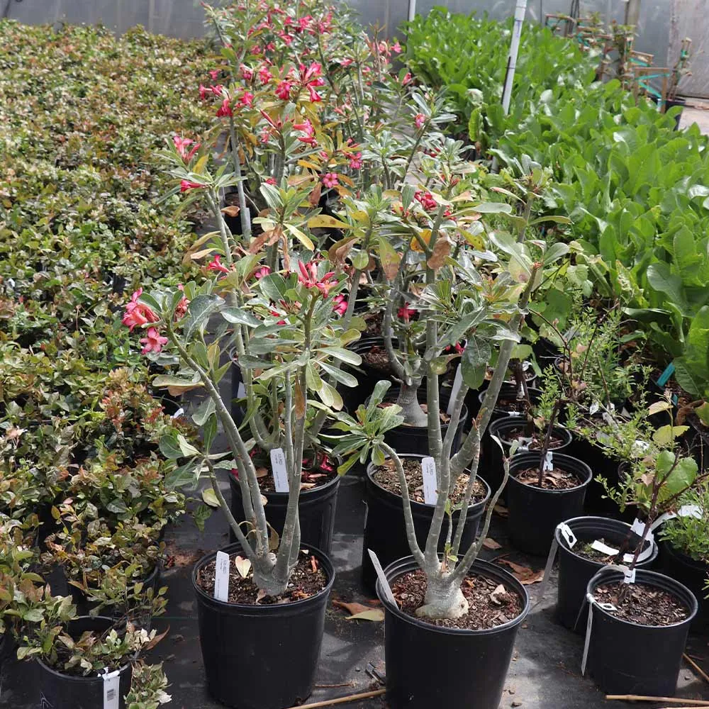 Desert Rose Adenium Obesum Succulent Plant 5