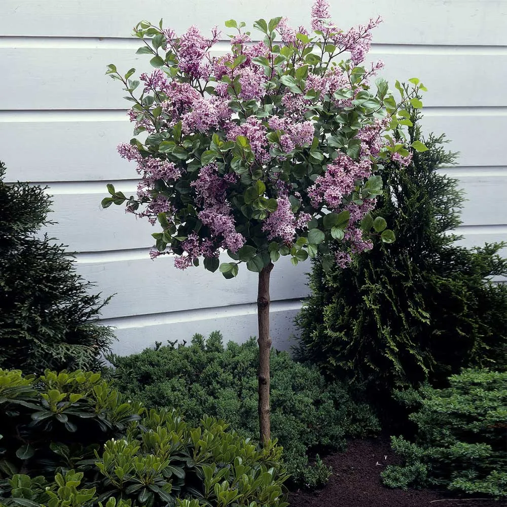 Dwarf Korean Lilac Tree - Compact Fragrant Flowering Shrub