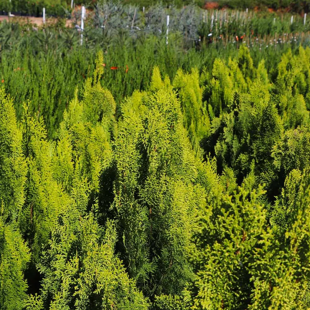 Berckman's Gold Arborvitae Golden Evergreen Shrub 1