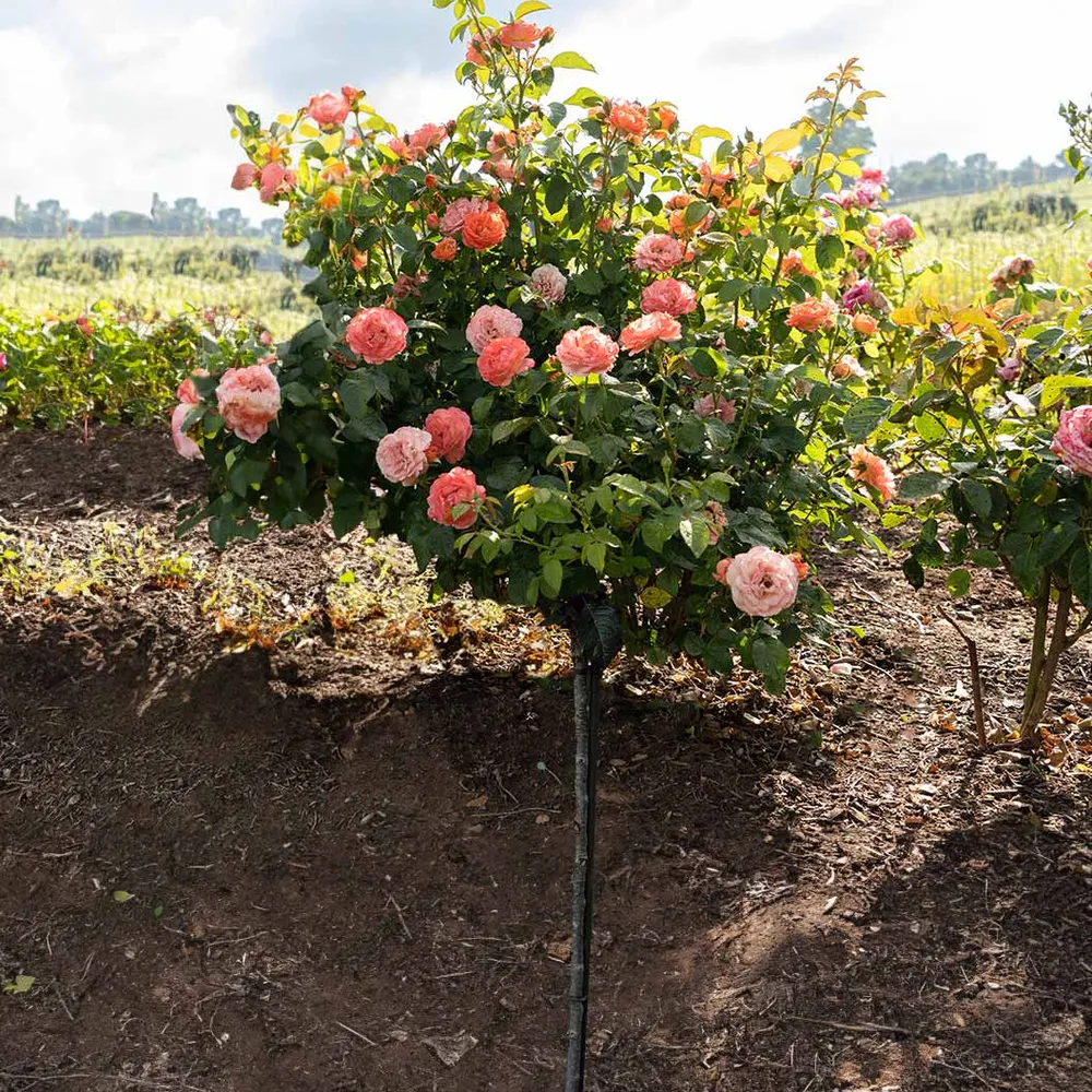 Orange Glow Knock Out Rose Tree - Continuous Blooming Flowering Shrub