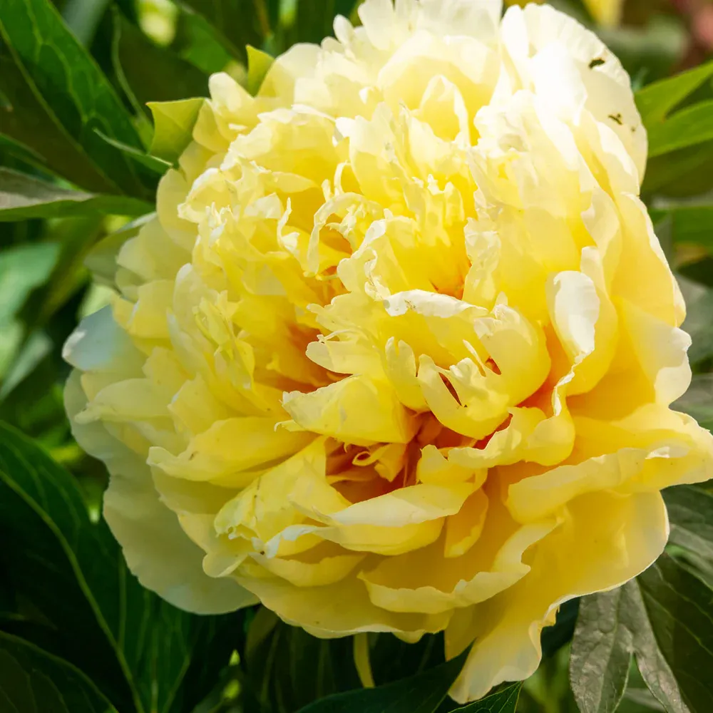 Bartzella Peony Itoh Hybrid Intersectional Perennial Bare Root