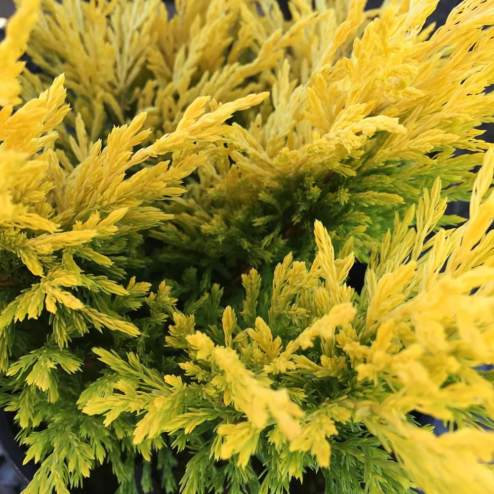 Lime Glow Juniper Shrub - Vibrant Evergreen Groundcover 5