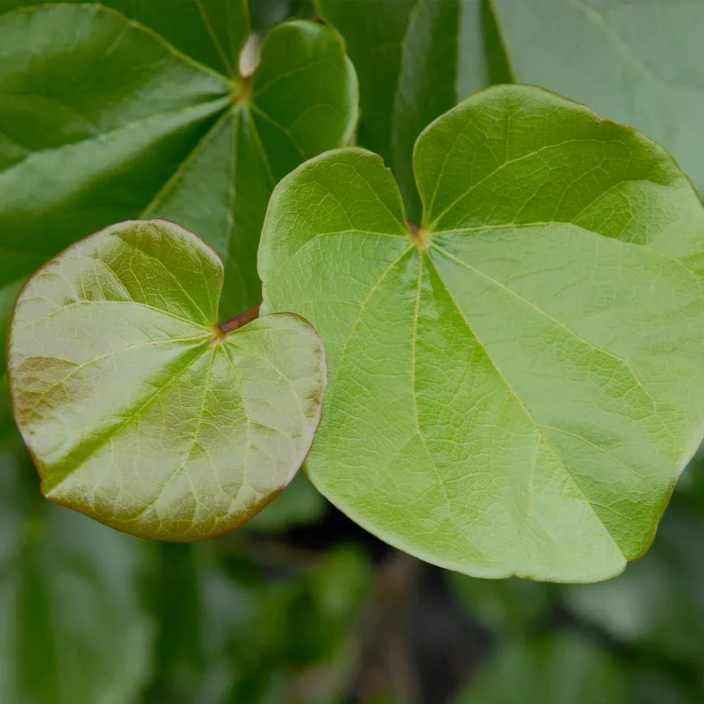Oklahoma Redbud Tree (Cercis canadensis 'Oklahoma') 2