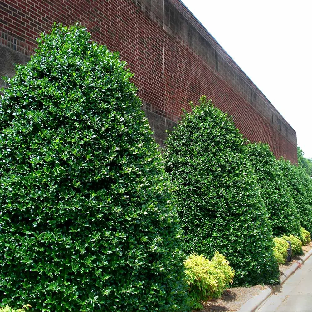 Nellie Stevens Holly Shrub - Evergreen Privacy Hedge Plant