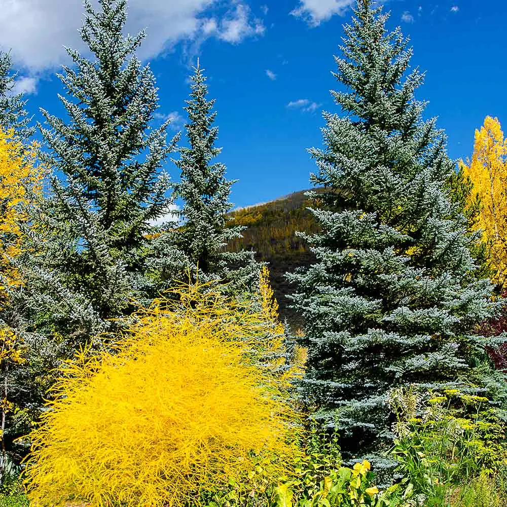 Colorado Blue Spruce Artificial Christmas Tree with Realistic Branch Tips 1