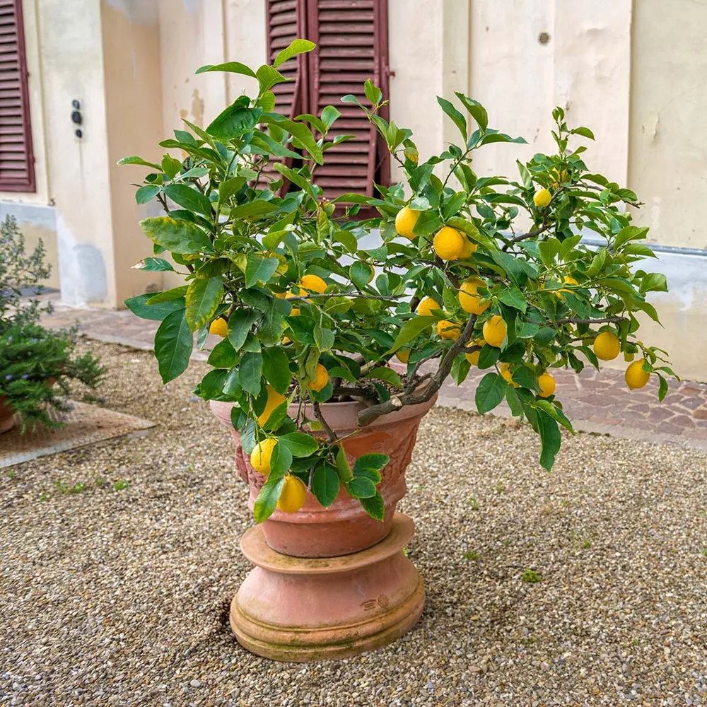 Genoa Italian Lemon Tree - Live Citrus Fruit Plant