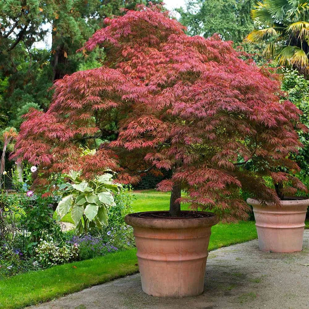 Red Dragon Japanese Maple Tree - Acer Palmatum Dissectum