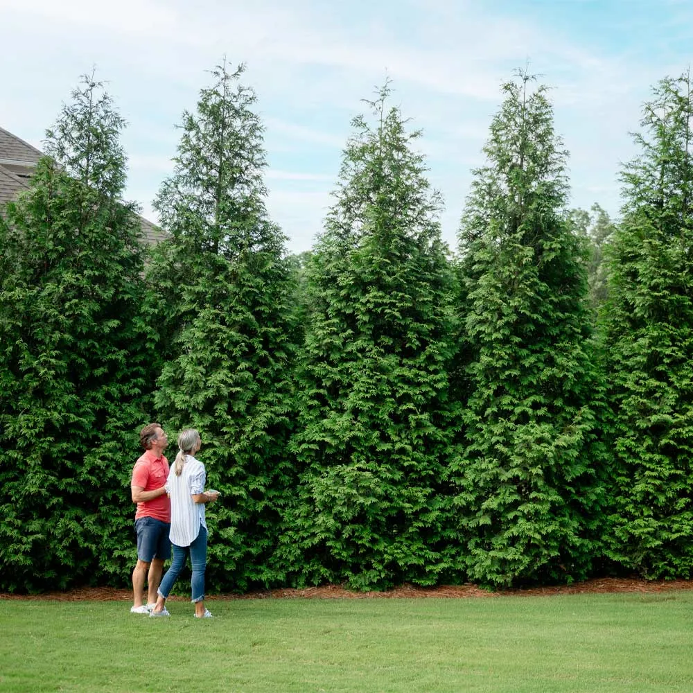 Thuja Green Giant Arborvitae - Fast-Growing Evergreen Privacy Tree