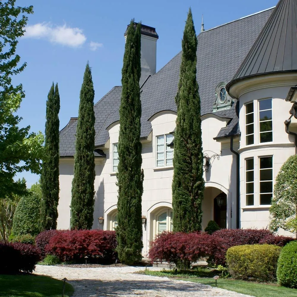 Italian Cypress (Cupressus sempervirens) - Tall Columnar Evergreen for California Landscapes